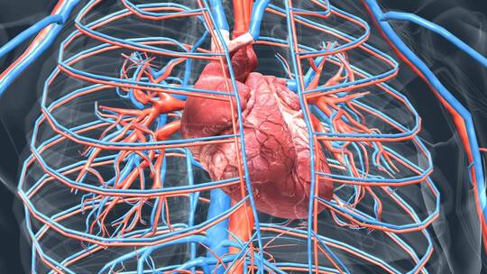 医学人体器官心脏心血管系统循环系统动画视频素材模板下载