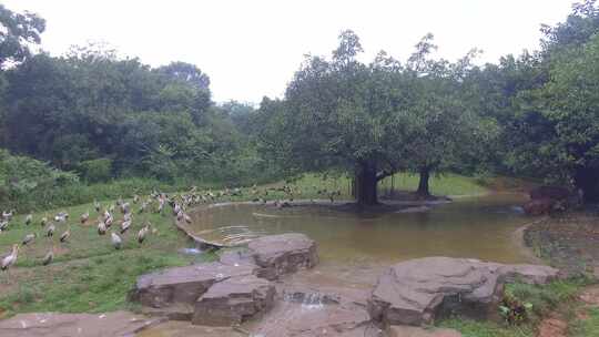 河马和鸟