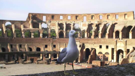 海鸥站在罗马斗兽场墙上