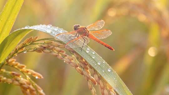 金色稻田农民水稻成熟饱满稻穗上的蜻蜓特写