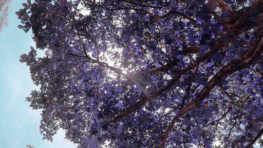 紫色花树仰拍视频素材模板下载