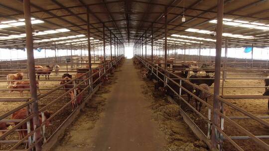 大规模肉牛养殖厂