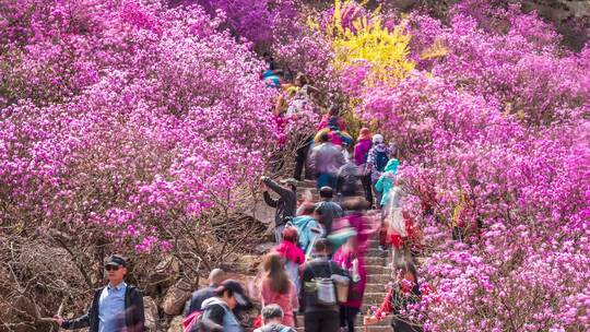 大珠山杜鹃花