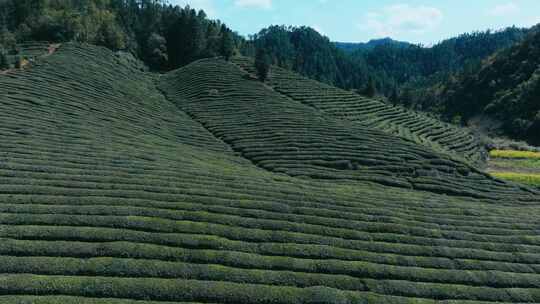 航拍茶园茶山风光