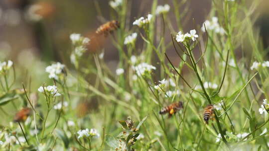 春天田野里的蜜蜂飞舞草丛