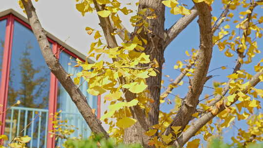 晴朗天气下秋天金黄的银杏叶视频素材模板下载
