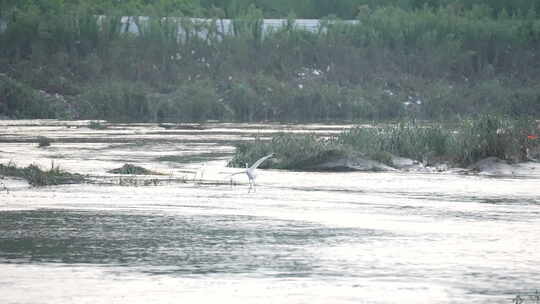 河流 流水 水面 奔流 江河 波涛 波浪翻滚