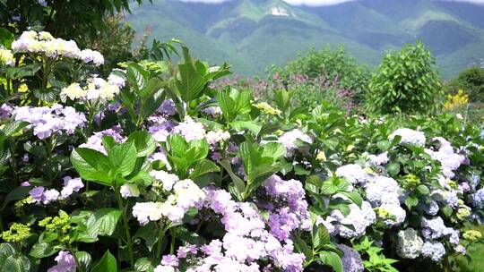 花园鲜花园艺园林