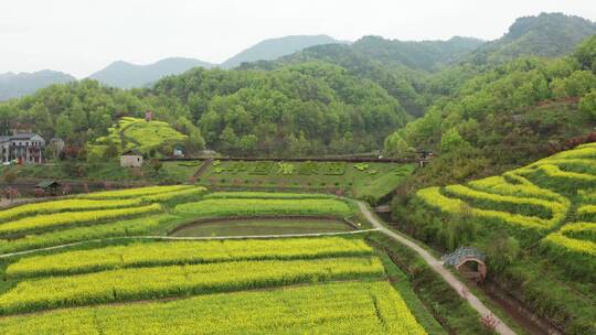 航拍 东阳象田油菜花海田园风光