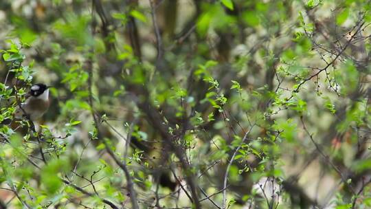 窗外小鸟、春日、绿色嫩芽 (3)