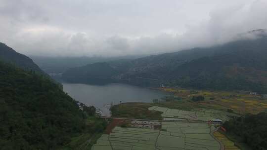 雷波马湖莼菜