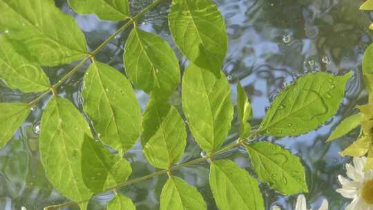 水面绿色树叶治愈系水中花叶子夏日小清新