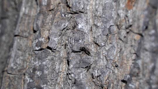 夜晚蚂蚁在树干上爬行飞蚁