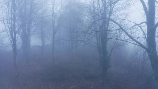 雾蒙蒙的森林景观