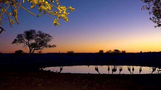 傍晚长颈鹿在湖面的倒影