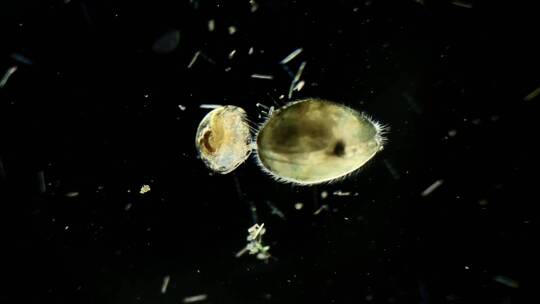 显微镜下的浮游生物，介形虫1视频素材模板下载