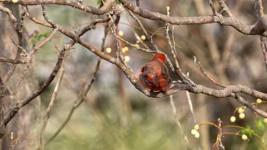 一只低地肝唐纳雀栖息在有晨光的树上
