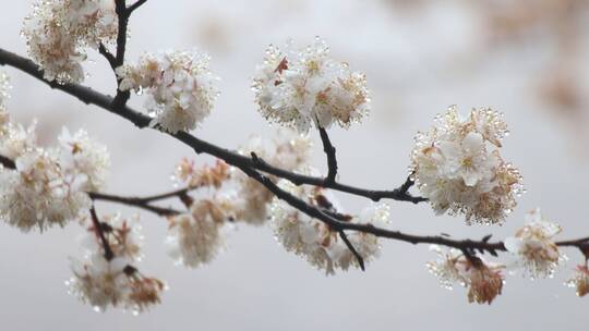 春天临武镇南乡方仓野生樱花4视频素材模板下载