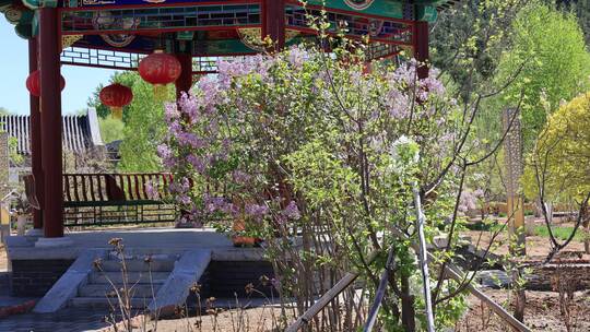 春天柳芽 春天景色 春天百花开