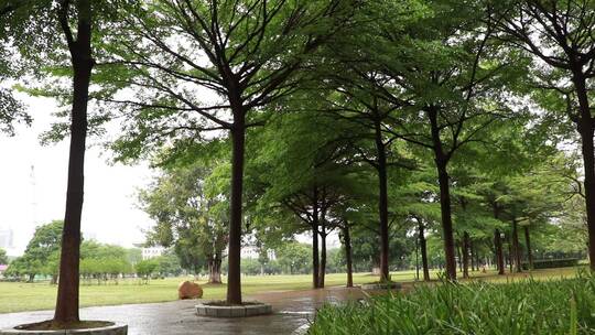 雨后的树林