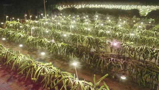 广东雷州火龙果种植园夜晚补光技术