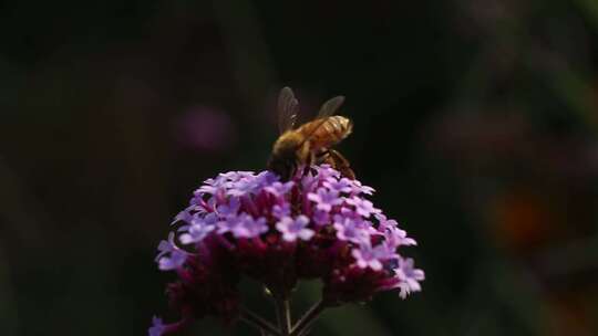 一只大蜜蜂停在紫色的马鞭草花朵上面