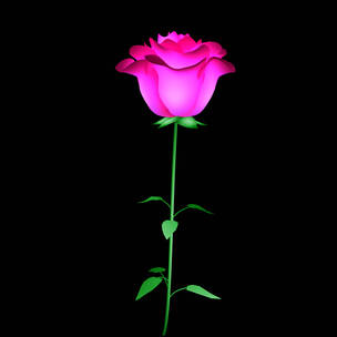 浪漫玫瑰
