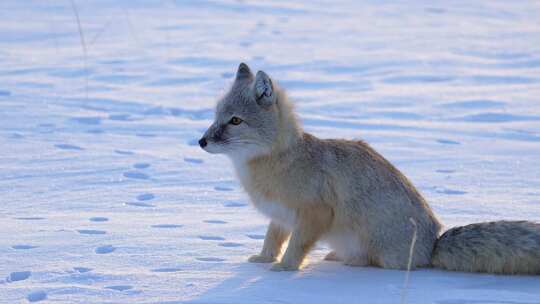 冬季 沙狐