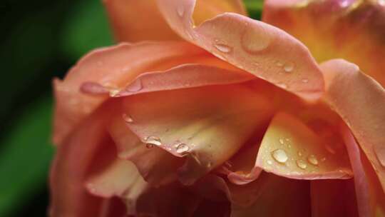 玫瑰花花瓣水珠露水特写，花瓣上的雨滴水滴