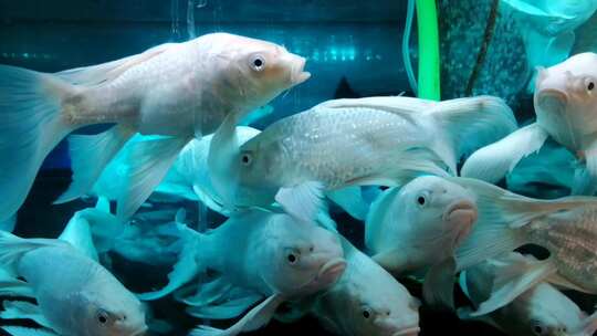 鱼缸里供人们观赏的白色金鱼