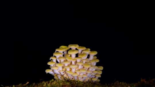 蘑菇生长延时 榆黄菇 黄松菌生长延时