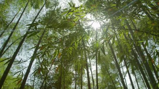 竹林风光视频素材模板下载