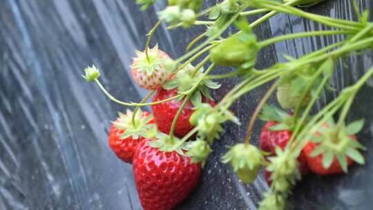 草莓果实与茎叶特写展示