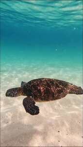水底跟拍大海龟在水里游泳