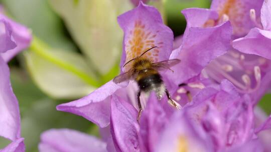 大黄蜂趴在花朵上采花蜜视频素材模板下载