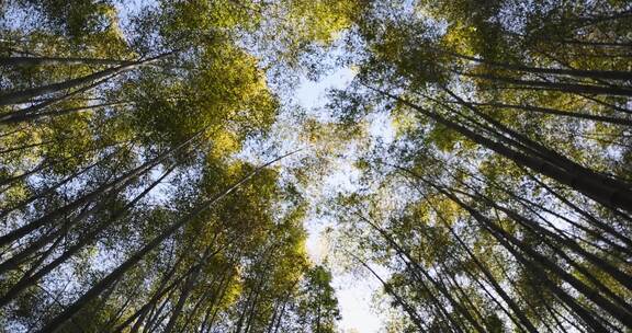 清晨阳光竹林竹叶幽静光影禅意