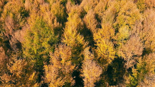秋天森林树冠的鸟瞰图秋天森林的俯视图，树