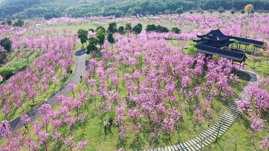 青秀山樱花园