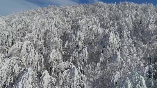 冬天下雪航拍雪山林海雾凇