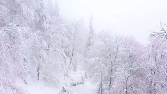 冬季树林树枝上厚厚白雪