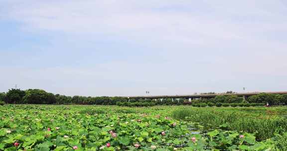 夏天苏州荷塘月色公园荷花荷叶公园景观