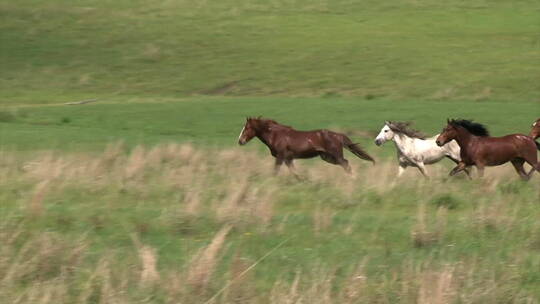 马在草原上奔跑视频素材模板下载