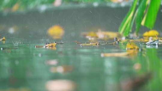 路面下雨落叶视频素材模板下载