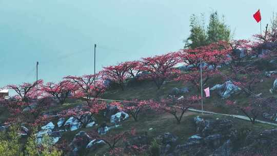 桃花树桃花林桃花山