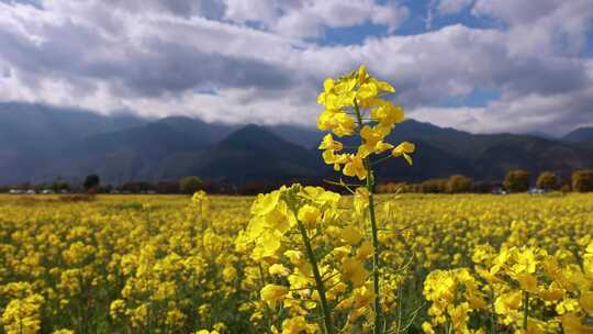 油菜花特写空镜背景是苍山白云6秒