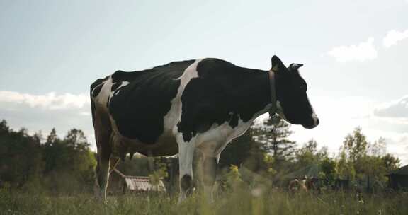 奶牛在牧场吃草
