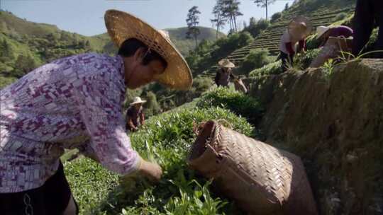 采茶 茶山 航拍