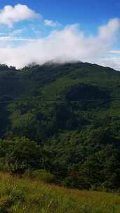 竖版航拍风景景区湖北神农架5A景区