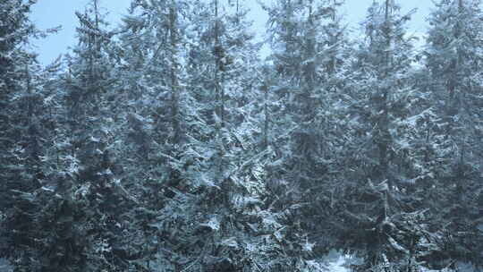 雪域森林中的冬季仙境
