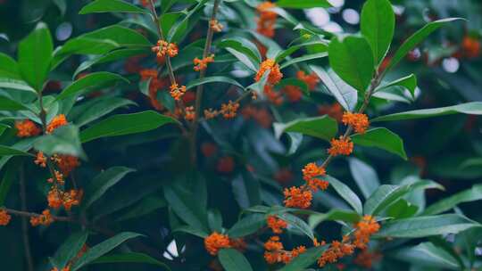 桂花树开花